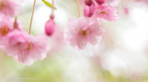 自己能治癒癌症（上）